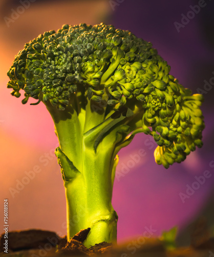 Old tree - macro photography of a branch of broccoli