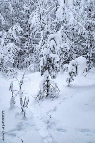 Beautiful fir forest covered in snow storm landscape in Rovaniemi, Finnish Lapland