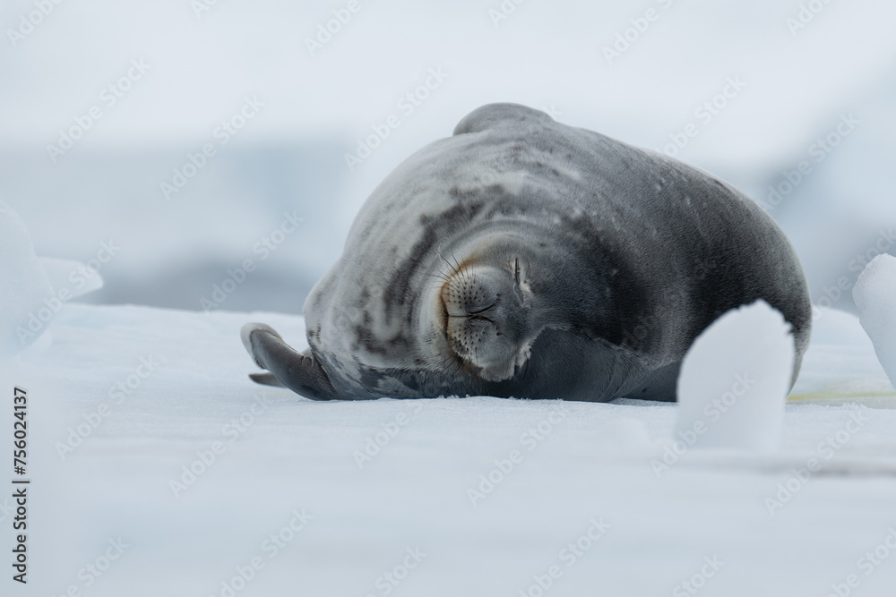 Obraz premium sleeping weddell seal on the iceberg in Antarctica