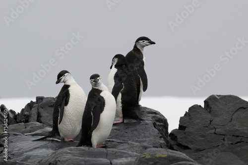 Chin strap penguins in Antarctica