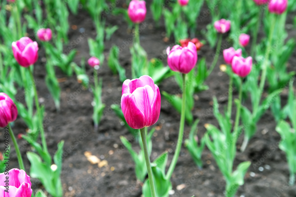 Beautiful bright colorful purple, blooming tulips on a large flowerbed in the city garden or flower farm field in springtime. Spring flower background. Beautiful bright colorful purple, blooming tulips on a large flowerbed in the city garden or flower farm field in springtime. Spring flower background.