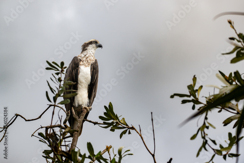 Eastern Osprey perched on tree branch