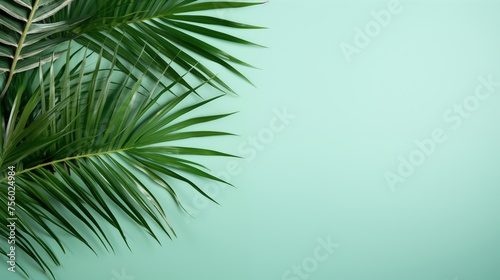 Palm leaves © Han