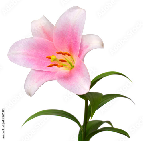 Beautiful white-pink lily isolated on a white background. Creative spring composition
