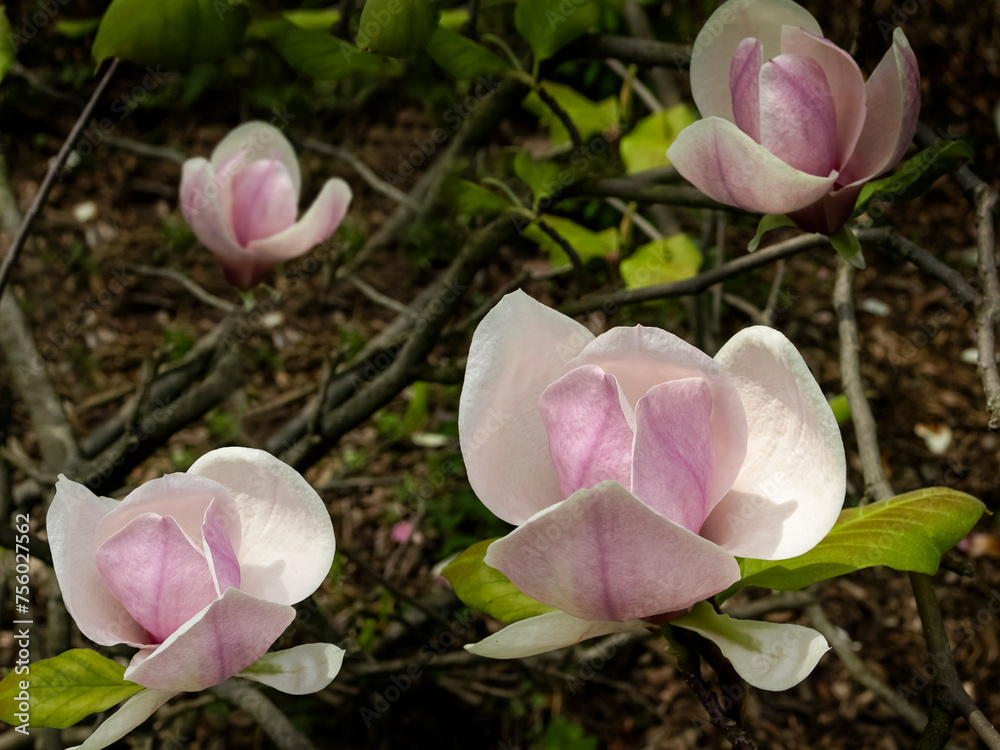 Fototapeta premium Magnolia flowers