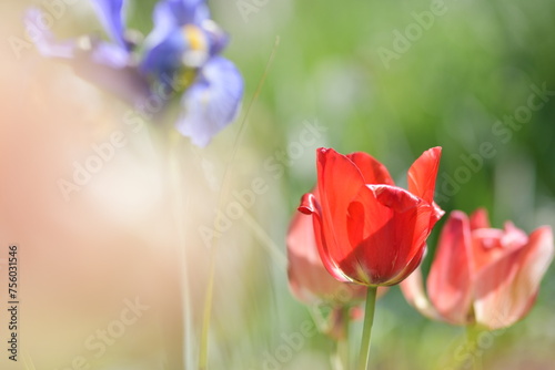 Fiori di giardino, tulipano rosso in mezzo ad un campo di fiori photo