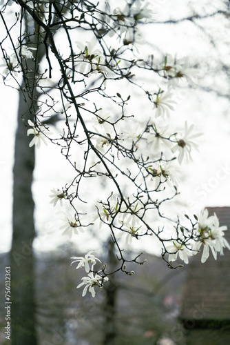A tree branch with spring blossom white flowers hangs gracefully against the sky in a natural landscape, creating a monochrome contrast with the surrounding green grass and wooden trunk