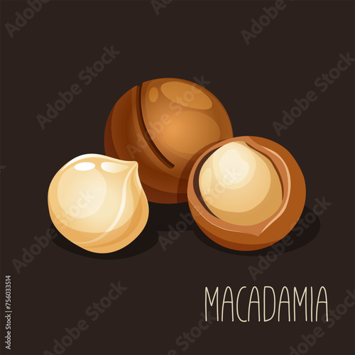 Vector illustration with macadamia nut.
