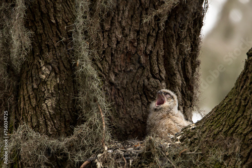Great horned owl baby