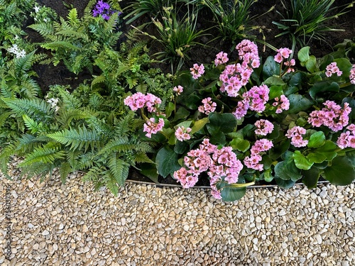 Bergenia and fern Davallia on gravel view from above. Flower border with perennial plants photo