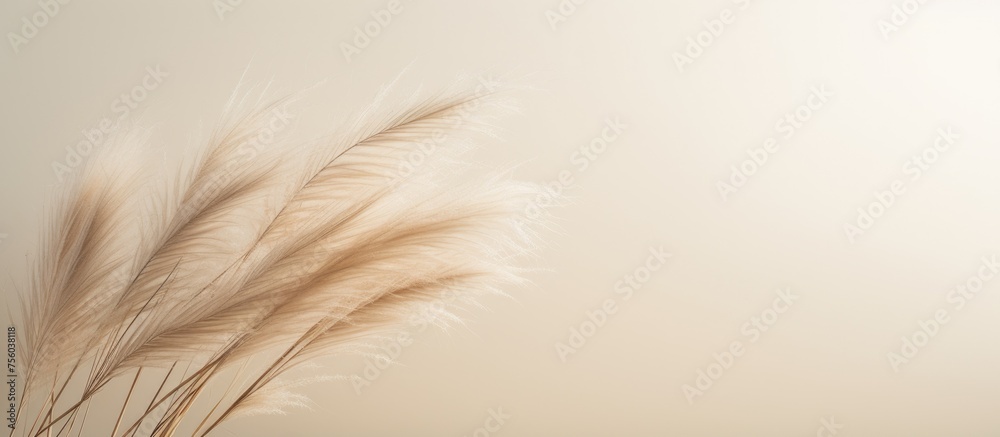 Close-up of pampas grass on beige background with dark center edge, ideal for minimalist Scandinavian home decor and various design purposes. Close-up of pampas grass on beige background with dark center edge, ideal for minimalist Scandinavian home decor and various design purposes.