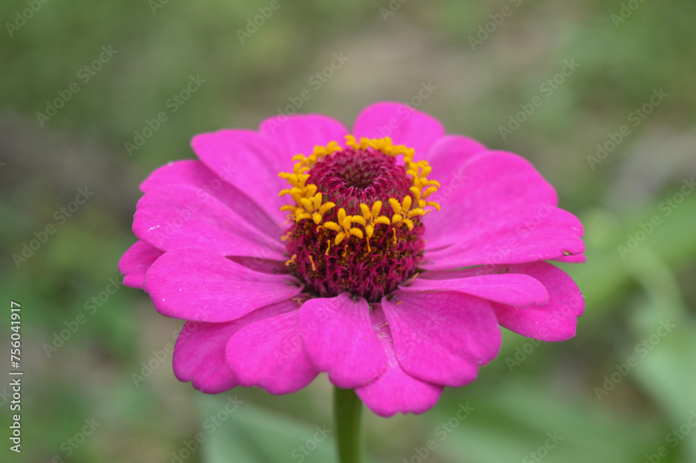 Zinnia elegans flowers in purple, photo of flowers with spring colors, the most famous annual flowering plant of the genus Zinia 