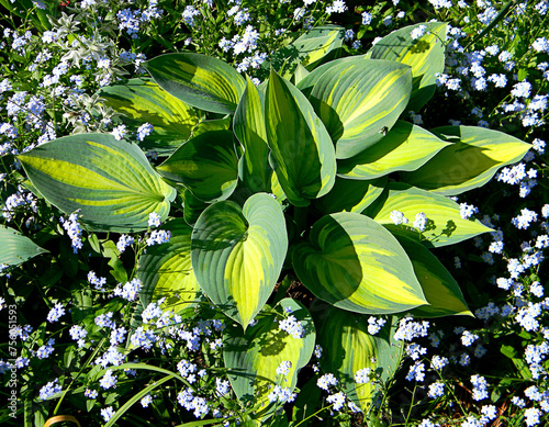 Hosta (funkia) bylina o ozdobnych liściach, odmiana June rosnąca na rabacie wśród niebieskich niezapominajek