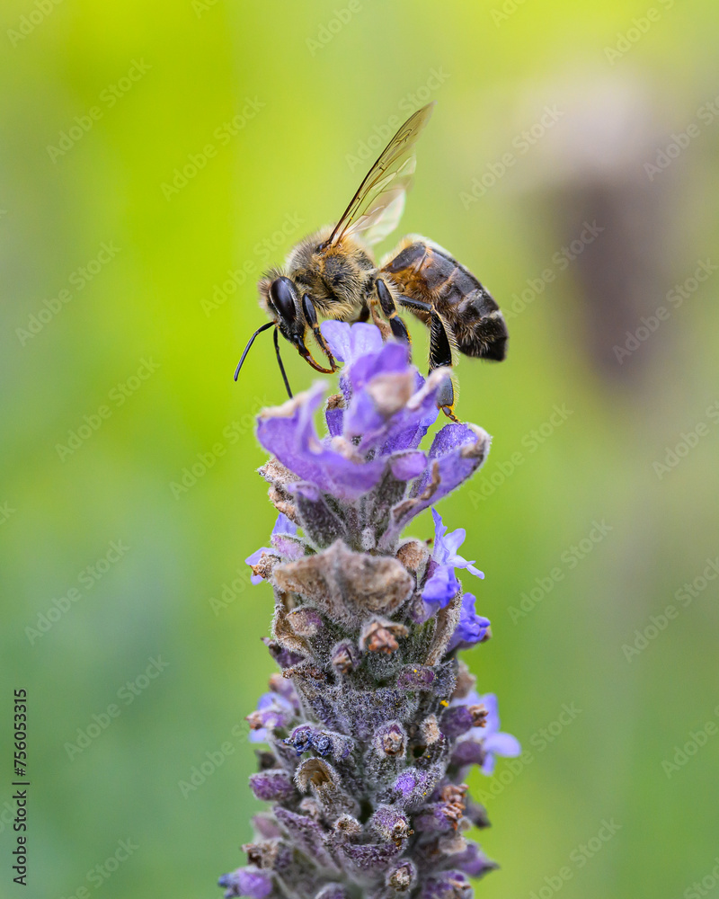 Acercamiento a abeja en flor de lavanda - obrazy, fototapety, plakaty 