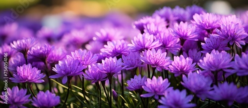 A variety of purple flowering plants  including violet and magenta hues  are blooming in a field among the grass. These herbaceous annual plants showcase their vibrant purple petals