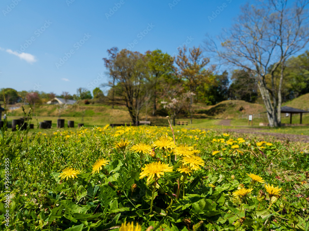 公園のたんぽぽの花
