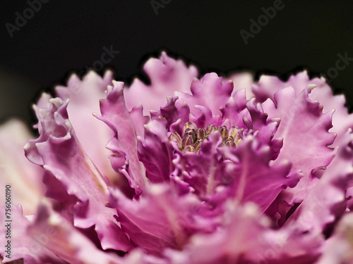 Tokyo, Japan - March 12, 2023: Closeup of ornamental or flowering cabbage or habotan