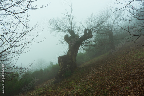 Chestnut tree on a misty day.