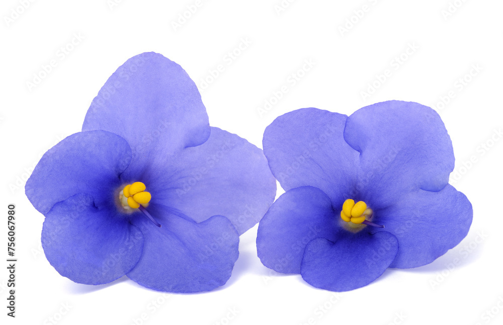 Saintpaulia (African violets)