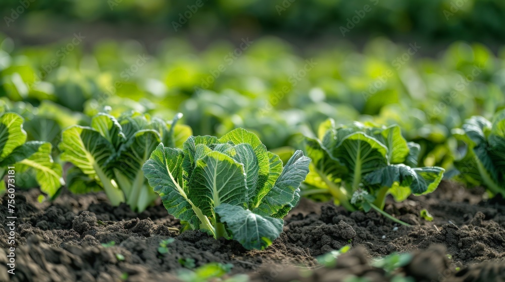 Campo agrícola Campo agrícola