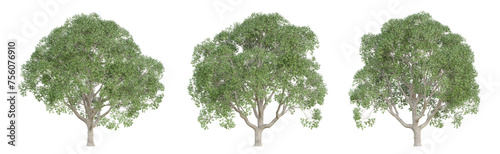 Cinnamomum camphora tree isolated on transparent background  png plant  3d render illustration.