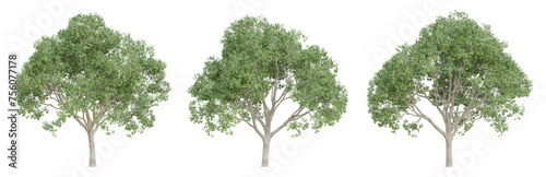 Cinnamomum camphora tree isolated on transparent background, png plant, 3d render illustration. photo