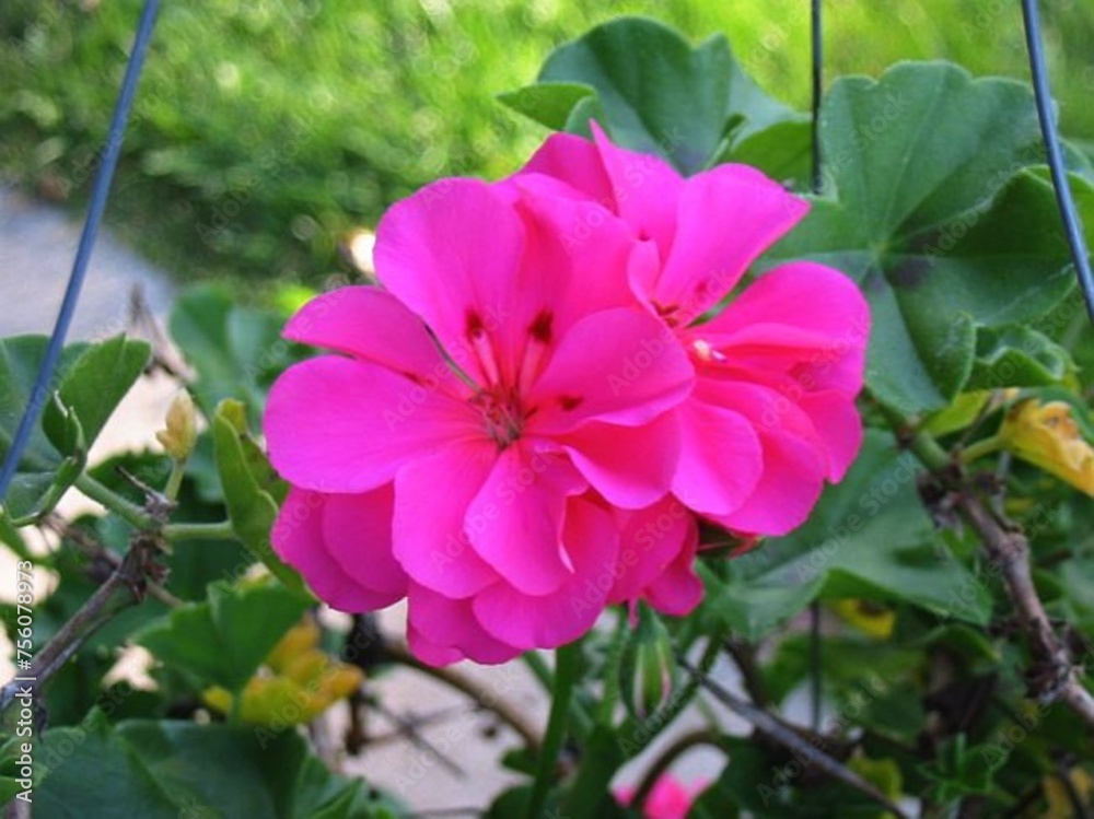 pink flowers in the garden pink flowers in the garden