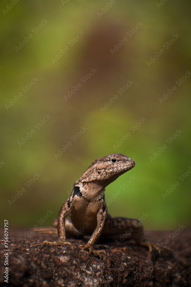 Naklejka premium lagartia de lava