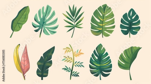 tropical leaves illustrations, tropical leaves such as palm fronds, banana leaves