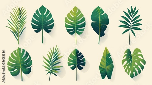 tropical leaves illustrations, tropical leaves such as palm fronds, banana leaves © STOCKYE STUDIO