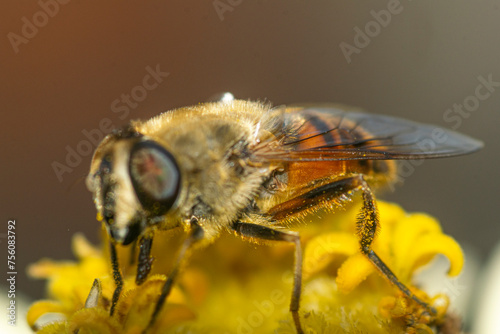 Honeybee perched on a yellow flower