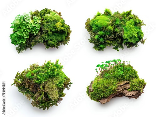 lush green moss, showcasing various textures and shades of green © STOCKYE STUDIO