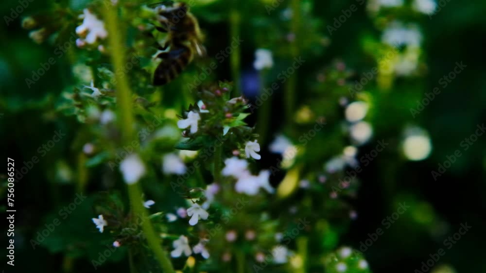 Thyme flowers and insects in the garden.Spicy herbs in the garden.Blooming thyme and bees macro.Fragrant herbs and spices. Growing and cutting thyme. organic bio farming. 4k footage Thyme flowers and insects in the garden.Spicy herbs in the garden.Blooming thyme and bees macro.Fragrant herbs and spices. Growing and cutting thyme. organic bio farming. 4k footage