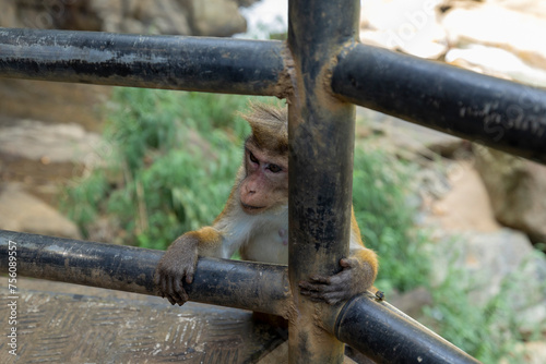 Macaque monkey sitting in front of Kuda Ravana Ella water in Ella, Badulla District of Uva Province, Sri Lanka