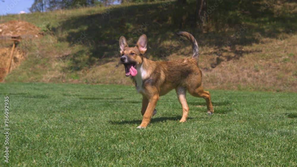 SLOW MOTION, CLOSE UP: Lively brown furred adopted young dog running around the blooming backyard on a beautiful sunny day. Cute little puppy runs around the lush green garden with tongue sticking out SLOW MOTION, CLOSE UP: Lively brown furred adopted young dog running around the blooming backyard on a beautiful sunny day. Cute little puppy runs around the lush green garden with tongue sticking out