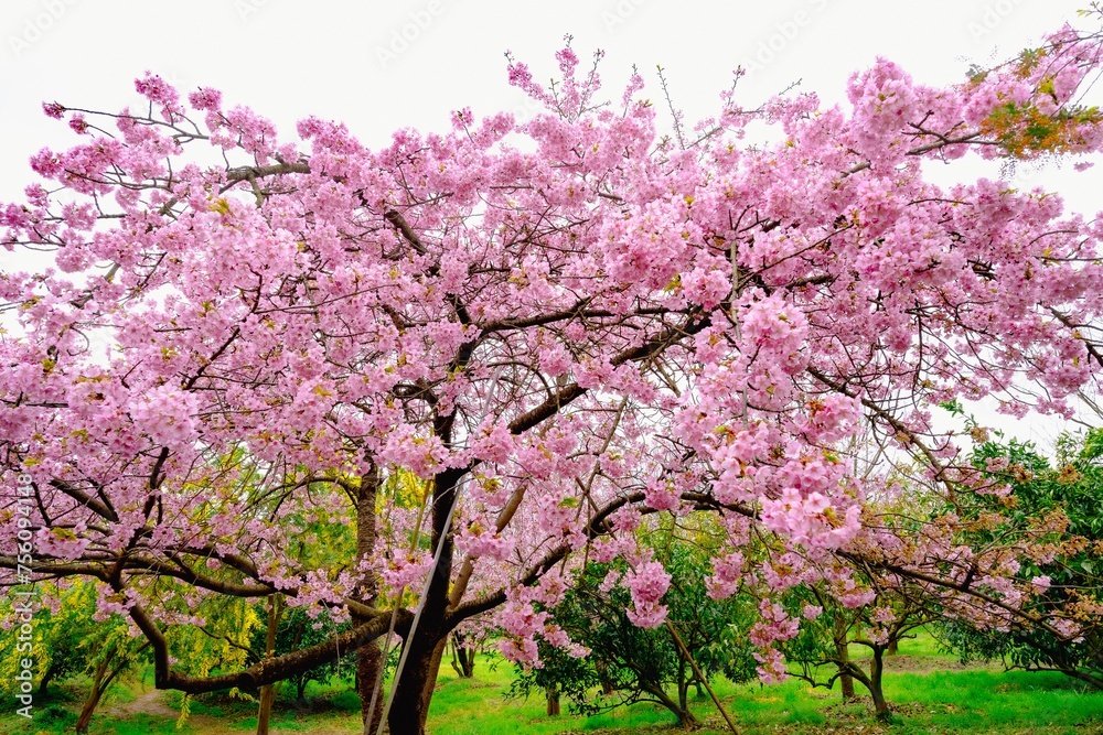 豊前の河津桜