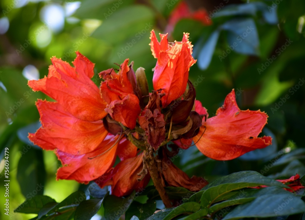 Flores,dependiendo de la epoca del año los arboles florecen con todos sus colores y aromas. Flores,dependiendo de la epoca del año los arboles florecen con todos sus colores y aromas.