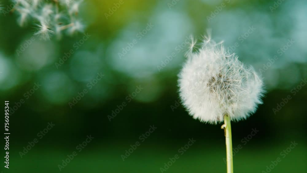 SLOW MOTION, COPY SPACE, CLOSE UP, DOF: Delicate white dandelion seeds get swept away by the gentle breeze. Blossoming dandelion stands in the wind, seeds scattered across the tranquil green backdrop.