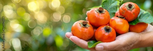 Close up of hand holding ripe persimmon with blurred persimmons in background for text photo
