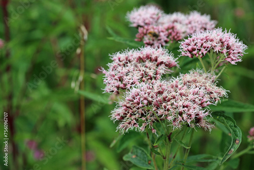 Pink hemp agrimony flowers in close up