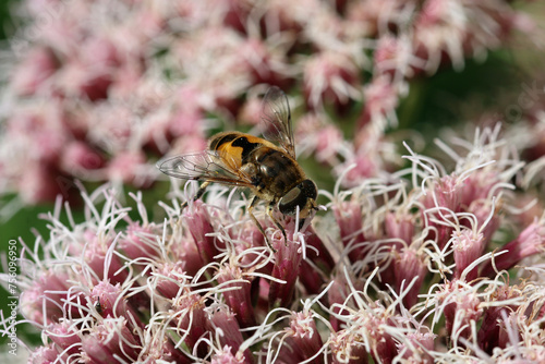 Pink hemp agrimony flowers with a hoverfly in close up