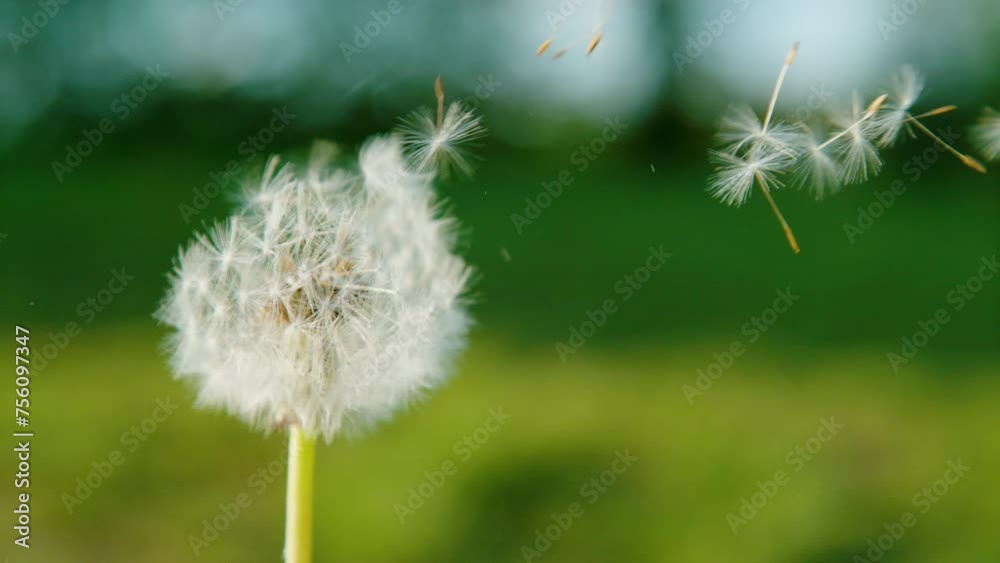 SLOW MOTION, CLOSE UP, DOF: Gentle breeze sweeps fluffy dandelion seeds across the air. A dandelion losing seeds to the wind, set against a lush green backdrop. Dandelion seeds carried away by breeze