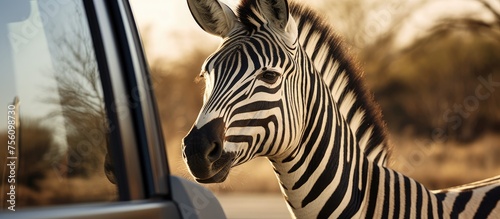 A zebra, a terrestrial animal with a mane, is poking its neck and snout out of a car window, highlighting the wildlife of grassland landscapes photo