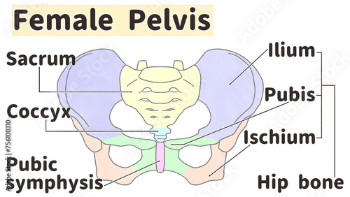Bild auf Leinwand Female pelvis anatomy front view Labeled diagram PNG