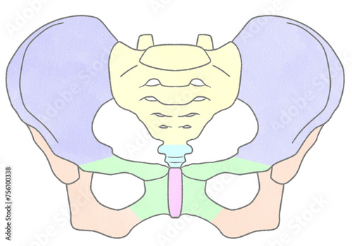 Blank female pelvis anatomy front view Unlabeled diagram Transparent PNG