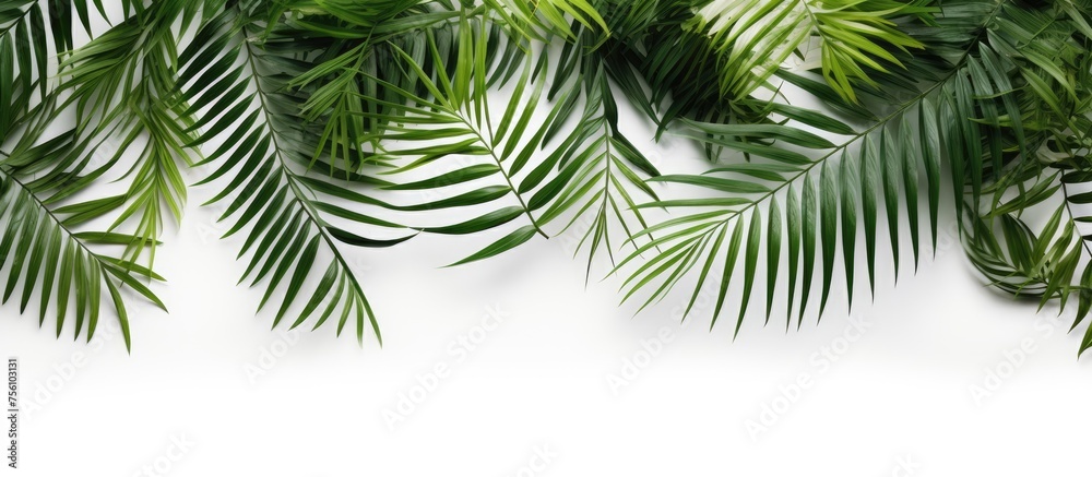 Lush tropical palm leaves create a beautiful pattern on a white background, showcasing the beauty of this terrestrial plant. Perfect for any landscape design project
