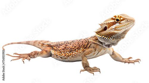 Bearded dragon lizzard isolated on white background as transparent PNG, generative AI animal 