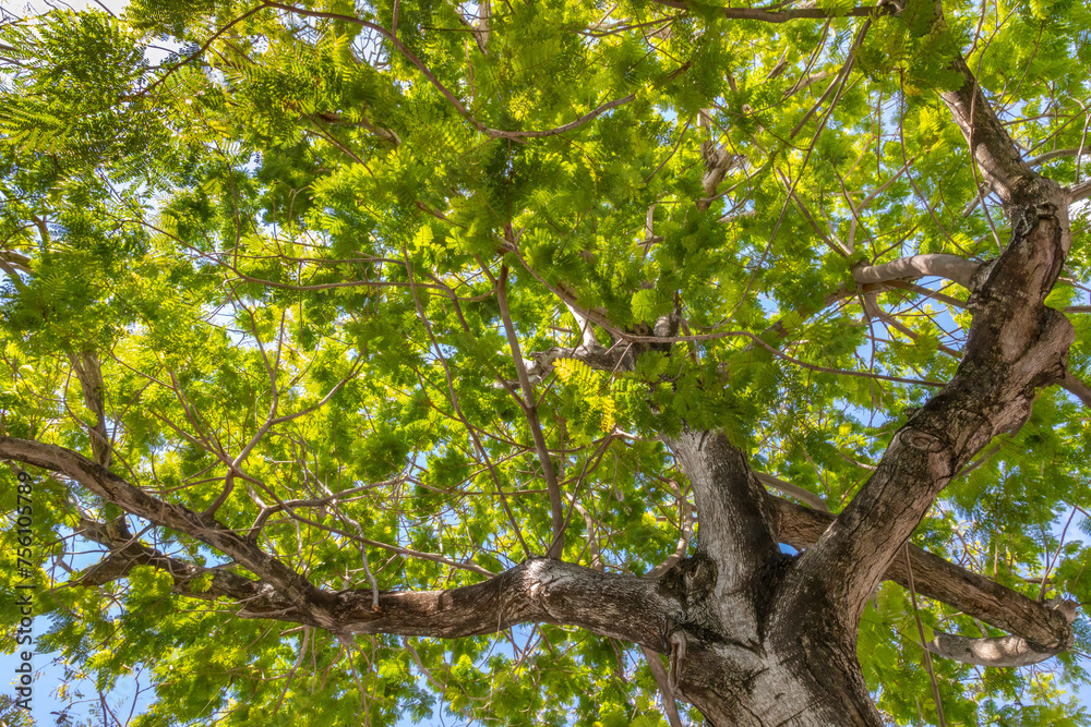 Urban Tree Canopy along Lincoln Road in South Beach Florida offers shade and cooling Urban Tree Canopy along Lincoln Road in South Beach Florida offers shade and cooling