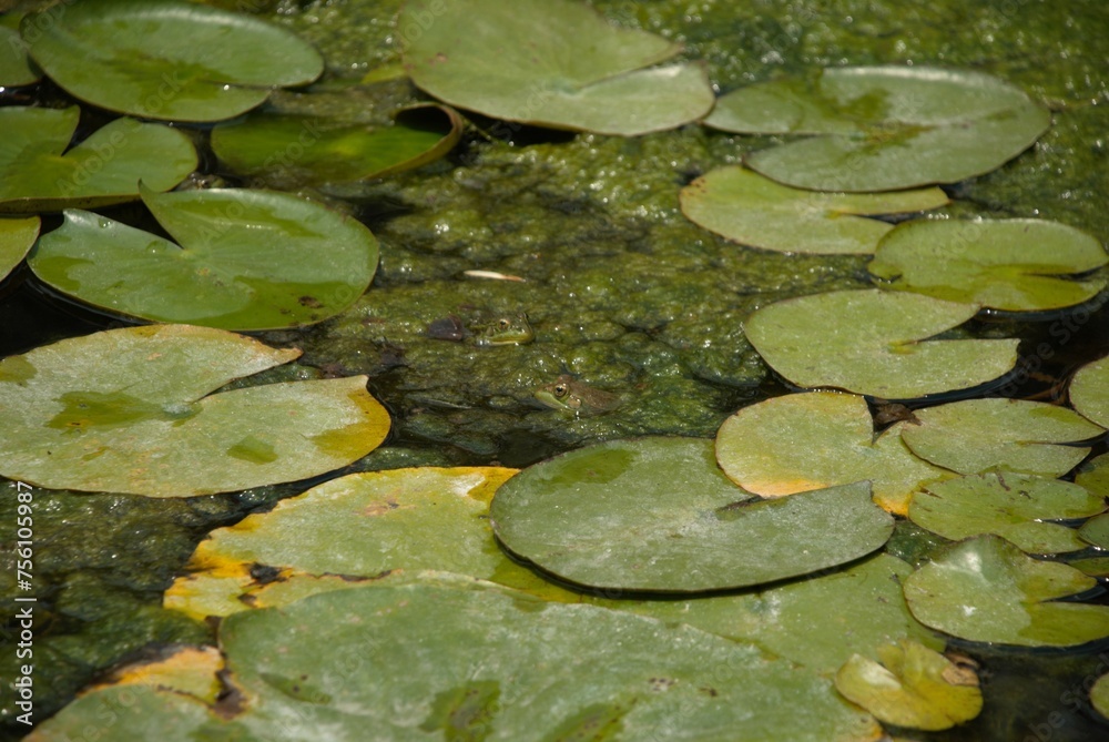A green frog swimming in a pond. A green frog swimming in a pond.