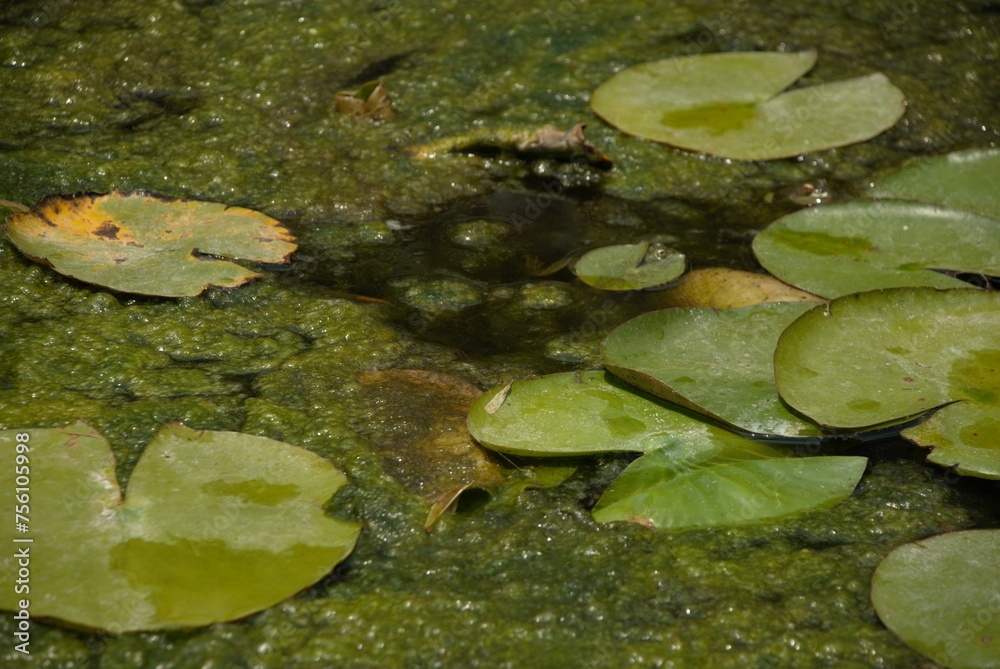 A green frog swimming in a pond. A green frog swimming in a pond.